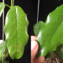 Hoya villosa Vietnam (#897).