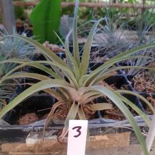 tillandsia 3