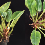 Philodendron ‘Congo Red’ Miniature