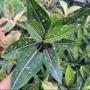 Aglaonema sp World of heritage
