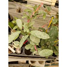Hoya carnosa 'Nova Ghost'(#961) mart