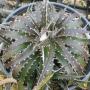 Dyckia Cherry Coke (S) (Bromeliad) 63