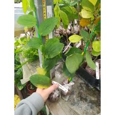 Rhaphidophora celatocaulis (Philippines) 662