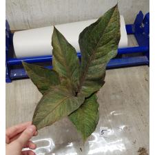 Anthurium variegated sp 05