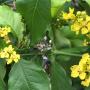 Bunchosia argentea (Peanut Butter Fruit) Venezuela.