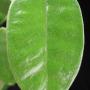 Hoya obtusifolioides            647