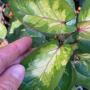 Polyscias balfouriana ‘Tricolor Plate’