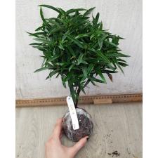 Ixora sp.(T07) red flower and narrow leaf 236