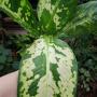 Dieffenbachia Sethee Roenthong.