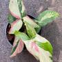 Syngonium Red Spot Tricolor.