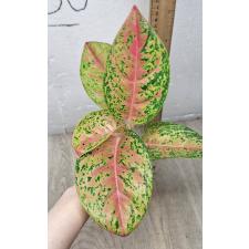 Aglaonema Maha Sethee pot