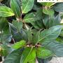 Aglaonema  Fine green line A-135