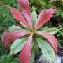 Gustavia gracillima ‘Pink Snow’ (white variegated)(grafted).