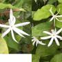 Jasminum adenophyllum