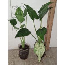 Алоказия кукулата варегатная / Alocasia cucullata variegated