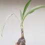 Crinum asiaticum albomarginata