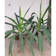 Yucca gigantea pot