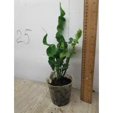 Microsorum punctatum cv. Twisted Dwarf (compact form) 174