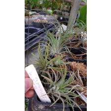 T. ionantha 'Pink'