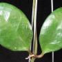 Hoya sp.684             684