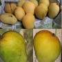 Mangifera indica 'Yay Glum'.