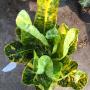 Codiaeum Tha Pra.