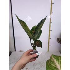 Aglaonema Heng Heng Heng 35-36