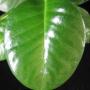 Hoya sp.655 PNG (aff naumanii)          655