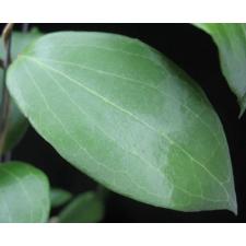 823 Hoya butleriana (New species from the Philippines)