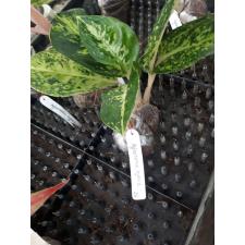 Aglaonema Lak Sub (Marble) 26