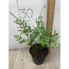 Pteris ensiformis victoriae