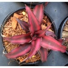 Cryptanthus bivittatus Ruby995