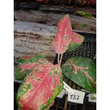 Aglaonema Chang Daeng 17