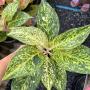 Aglaonema  Malaitong  A-44