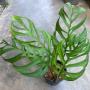 Monstera epipremnoides ‘Esqueleto’