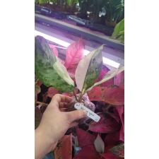 Aglaonema commutatum 'Bangkok Dream'm 22
