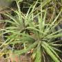 Hechtia sp. (T02) Mexico (large size) (Bromeliad) 74
