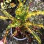 Codiaeum Prakay Roong.