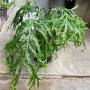 Phymatosorus longissimus ‘Crestata’