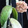 Hoya kloppenburgii              488