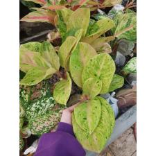 Aglaonema anklet gold/ Gamlai Thong A-87