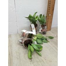Hoya lacunosa 'Silver' (S)(#970)