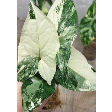 Сингониум ножколистный Белые пестрые листья / Syngonium podophyllum White Variegated Leaves