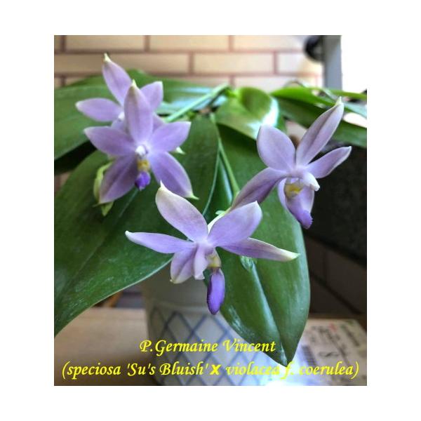 Фаленопсис Джермани Винсент (=специоза "Румянец Су" х виоласея ф. коерулея) / Phal. Germaine Vincent (=speciosa 'Su's Bluish' x violacea f. coerulea)