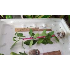 Dischidia sp.830 (Pawan Philippines)(#830).