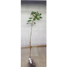 Cinnamomum zeylanicum verum 52