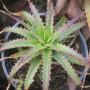 Dyckia sp. (T01) (Bromeliad) 70