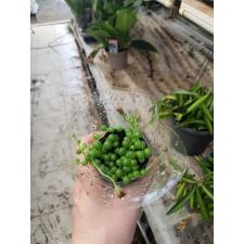 Senecio Rowleyanus 6 cm pot