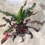Codiaeum Black Beauty