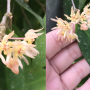 Hoya ruthiae (#731).